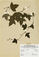 藏品(三角葉西番蓮)的圖片